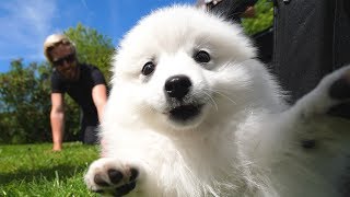 MEET THE *CUTEST* NEW MEMBER OF HAT FILMS!