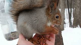 Две белки / Two squirrels