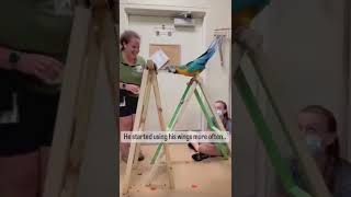 Harley is a 21 Year Old Macaw Learning to Fly - Cincinnati Zoo