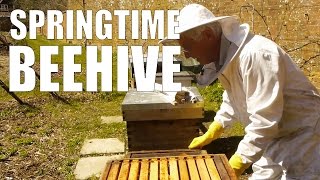Springtime Beehive