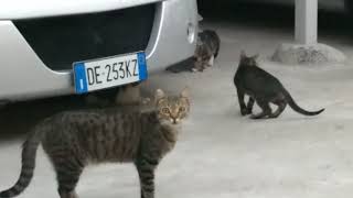 Lilly fa scappare mezza Roma