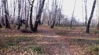 Квадроцикл Stels (чать 1 лес)