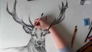 Fast drawing deer / Szybki rysunek jelenia