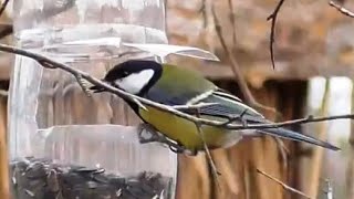 Синицы и семечки. Tits and sunflower seeds