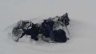 Что-то черное виднелось в сугробе. Подойдя ближе, человек потерял дар речи...