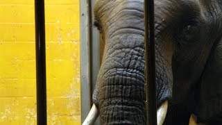 #1 Worst Zoo for Elephants: Pacing Elephants at Pittsburgh Zoo