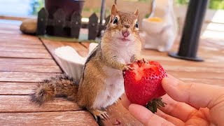 딸기 먹다가 딴생각에 잠긴 다람쥐 While Chipmunk Eats Strawberry She's Zoned Out