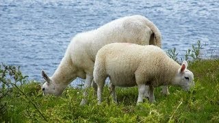 #1113. Овцы и бараны (В мире животных)