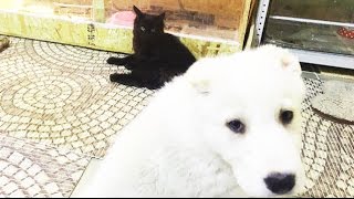 Бенгальский кот , белый мишка и другие
