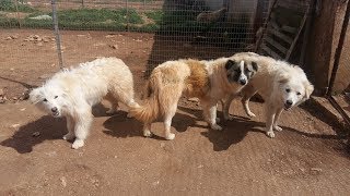Adelaide, Chanel e Bernardo sono cresciuti... canile di Laterza