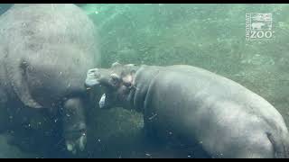 Baby Hippo Fritz Chasing Fiona - Cincinnati Zoo