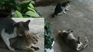 TWO CATS MAKING A NEW LIFE WHEN THE RAIN. THE CATS COPULATE. KUCING KAWIN SAAT HUJAN.