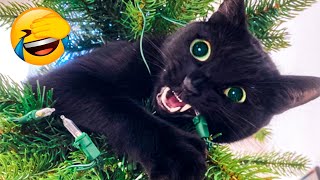 Funniest Animals 2023 - Funny Dogs And Cats Videos