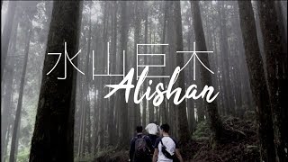 阿里山秘境》水山巨木步道【Chiayi Vlog EP02】Travel Taiwan｜Alishan