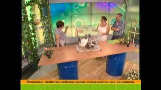 Разведение кур на даче. Час у дачи 25/08/2014 GuberniaTV