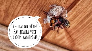 Довела королеву шершней до шершнеприкладства. Мнение упоротых зоологов против комментов шершнеологов