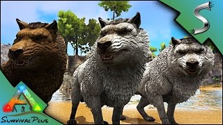 DIREWOLF TRUST TAME! COOL NEW METHOD OF TAMING! - Ark: Survival Plus [Gameplay E17]