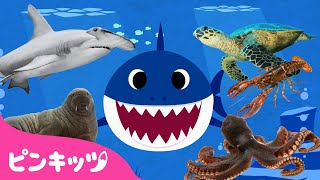 サメのかぞく????と海のどうぶつ | うみのいきもの | 赤ちゃんが喜ぶ歌 | ピンキッツ! Pinkfong - 童謡と子どもの動画