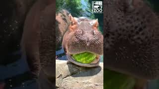 Hippos Need Pollinators - Cincinnati Zoo