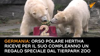 Germania: orso polare Hertha riceve per il suo compleanno un regalo speciale dal Tierpark Zoo