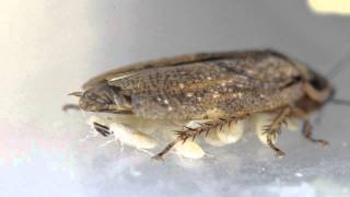 Marble cockroach with cubs / Мраморный таракан с детёнышами