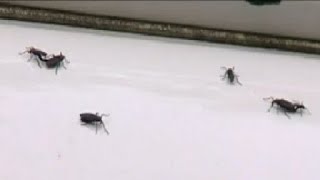 How to protect your car during love bug mating season