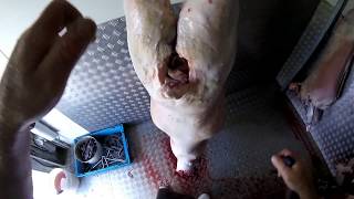 HOW TO GUT A SHEEP