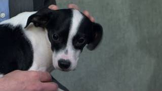 Miracle Mutt: Puppy Survives Two Euthanizations (03.04.11)