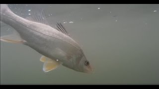 Robalos - Xareu - Pescada - Ubaranas - Itacuruçá - Pesca de Caiaque - Kayak Fishing - Portella