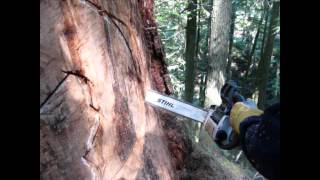 Sechelt BC Forest Wolf Carving