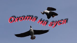 # 49 Охота на гуся весной 2019г.  Просто классная охота была.