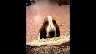 Бассет хаунд поет (Basset Hound sings)