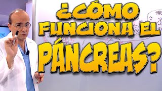 PÁNCREAS, ¿cómo funciona? - Cuerpo Humano #7