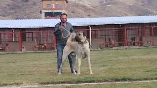 ANADOLU ÇOBAN KÖPEGİ AYAZ  akif_38metin  INSTAGRAM