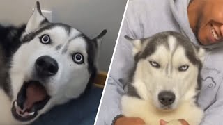 Assertive dog learns to say 'NO' to dad