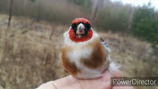Песня белобородого щегла. Пойман 2 недели назад, распевается в пол-голоса.