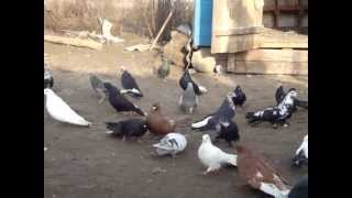николаевские голуби в с.Виноградовка часть5