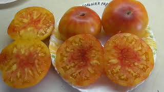 Самые - самые вкусные томаты - иностранцы! 12 лучших сортов томатов на дегустации.