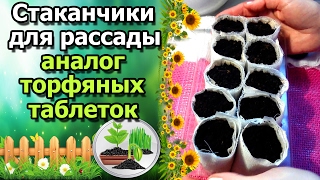 СТАКАНЧИКИ ДЛЯ РАССАДЫ, вместо торфяных таблеток. Стаканчик из туалетной бумаги и марли.