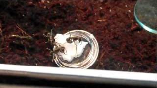 watch in HD: Diacamma rugosum * Feeding time!