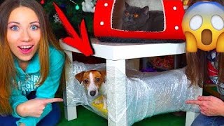 МИНИ ДОМ ИЗ ПЛЕНКИ ДЛЯ КОШКИ И СОБАКИ ПЕРВАЯ РЕАКЦИЯ | Elli Di Pets