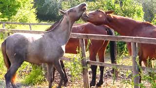 Horse Meeting 11