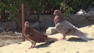 Николаевские голуби.Pigeon. Полетели.