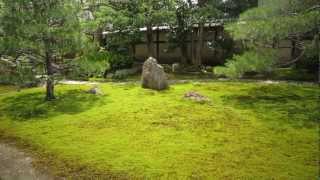 両足院・半夏生 Ryosokuin, Kenninji-Temple "Saururus chinensis"　日本の美と心 Part 2