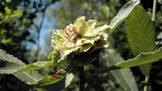 Ива ? козья - кора, которая приводит в норму давление, лечит сердце и сосуды. (Salix caprea).