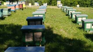 Beekeeping. Пасека, позитив.