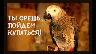 После душа жако Петруша стала болтать без умолку?ТЫ ОРЕШЬ ПОЙДЕМ КУПАТЬСЯ?/funny animal videos
