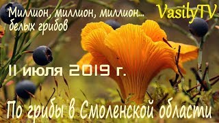 По грибы в Смоленской области 11 июля 2019 г. Миллион, миллион, миллион… белых грибов