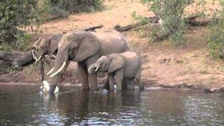 Elephant vs Croc