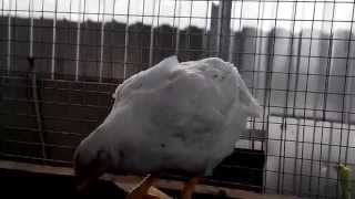 Бройлер "РОСС 308" - 35 дней. Broiler "ROSS 308" - 35th day.